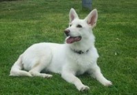 /album/pes-najlepsi-priatel-cloveka/americko-kanadsky-biely-ovciak-1-jpg/